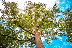 Best Arborist Consultation Services  in Lake Helen, FL