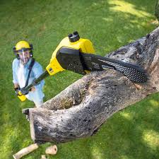 Best Stump Grinding and Removal  in Lake Helen, FL