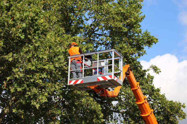 Best Tree and Shrub Care  in Lake Helen, FL