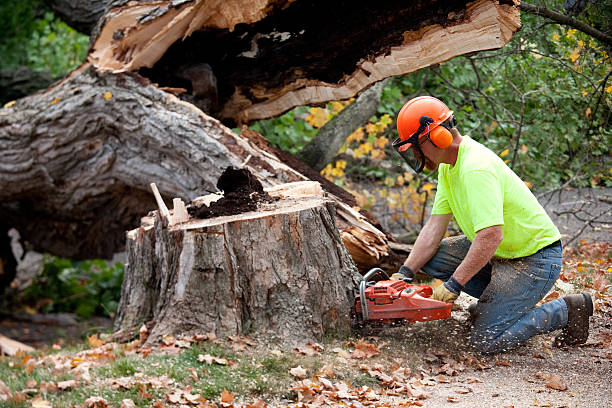 Best Tree Maintenance Programs  in Lake Helen, FL