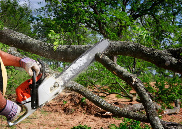 Best Commercial Tree Services  in Lake Helen, FL