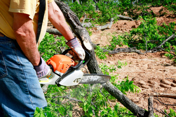 Best Storm Damage Tree Cleanup  in Lake Helen, FL